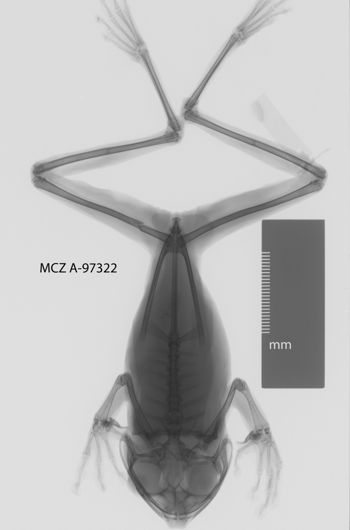 Media type: image;   Herpetology A-97322